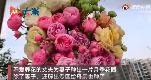 丈夫给妻子种出一个月季花园 网友评论太让人羡慕了