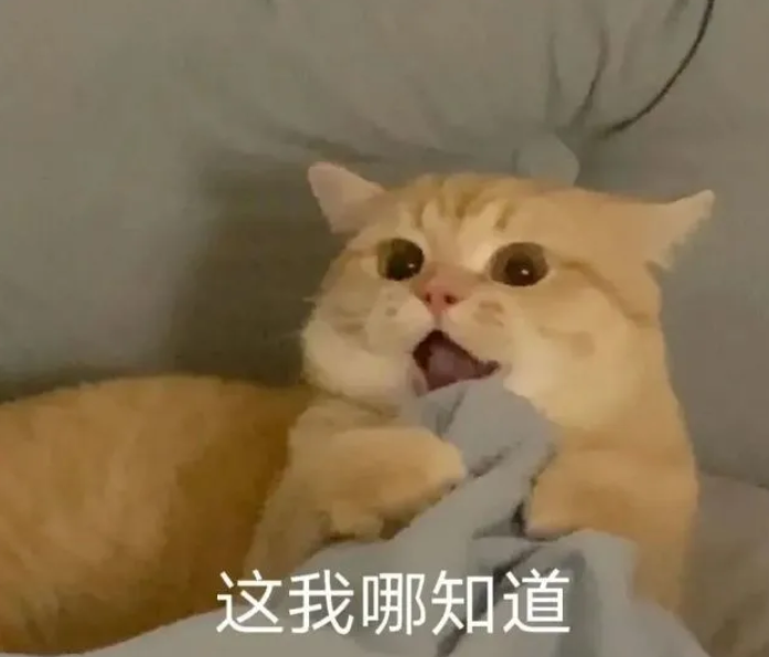 你老公走了吗猫猫表情包 你老婆走了吗猫咪表情包