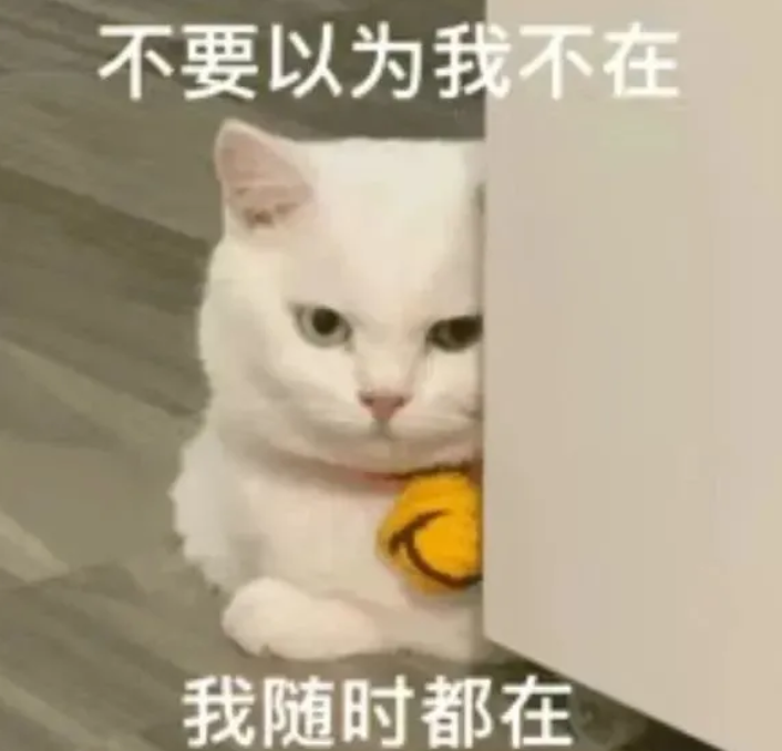 你老公走了吗猫猫表情包 你老婆走了吗猫咪表情包