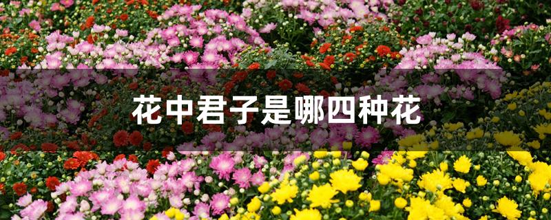 花中君子指的是什么 花中四君子是哪四种花