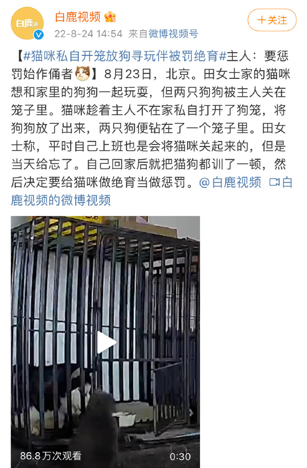 猫咪私自开笼放狗寻玩伴被罚绝育  公猫绝育回家要关笼子吗?