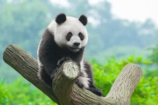 大熊猫吃人残忍图片