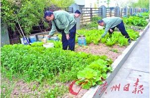 邻居在家门口集体土地上种菜