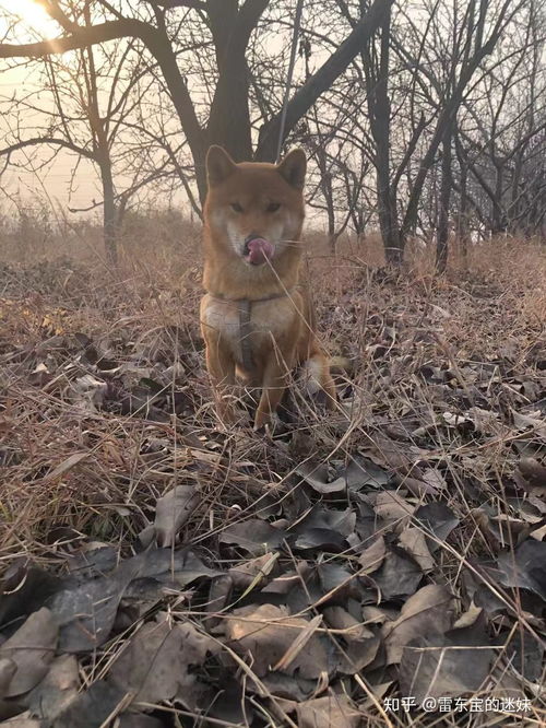 柴犬八公的故事