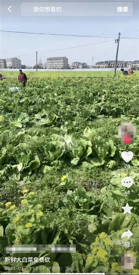 菜农近6万斤大白菜一天被偷光 此前有人散发消息“他家菜不要钱随便砍”