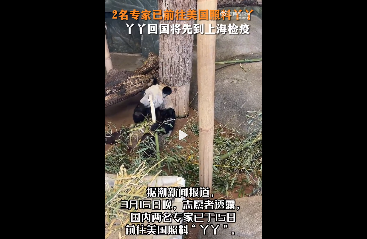 大熊猫“丫丫”和“乐乐”回国先到上海检疫 检疫合格后才能飞回北京