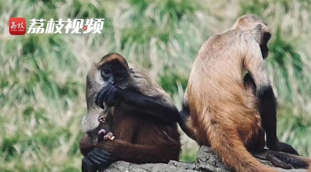 95后设计师辞职当动物饲养员：动物治愈了我的精神内耗