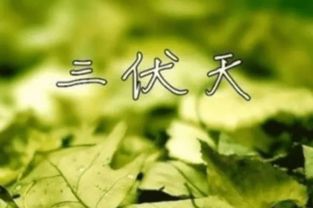 三伏天为啥是减肥的好时候效果如何 2023三伏时间表