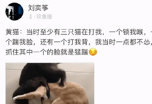 养猫会增加患精神分裂症风险吗_养猫增加患精神分裂症风险？专家：闻所未闻