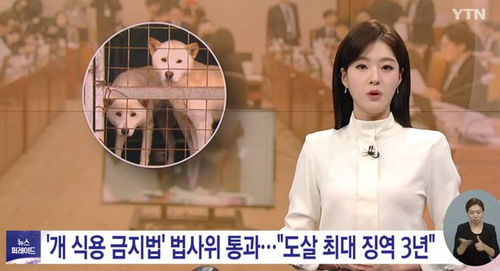 韩国以食用目的宰杀犬只将获刑_韩国通过禁食狗肉法案：以食用目的宰杀将获刑，设3年缓冲期