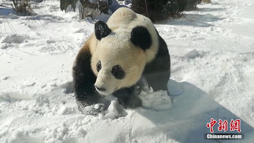 小白马雪地撒欢肆意奔跑_越野“冷”知识｜开启雪地模式 为什么说冬天更需要一辆BJ40