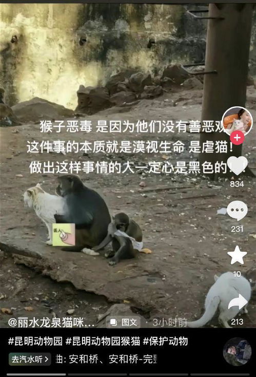 中国小动保关注猴子疑似虐猫事件_昆明动物园猴子虐猫事件：官方回应系打闹嬉戏，网友扒出早有先例