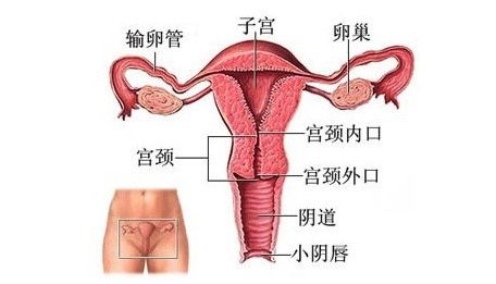 人流后支离破碎的子宫_“19岁，子宫穿孔，只因一次流产”：被性爱不分毁掉的年轻女孩