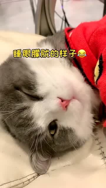 #小猫撒娇#猫咪从来不亲近女主人，某天却突然开始撒娇卖萌，真相好暖心