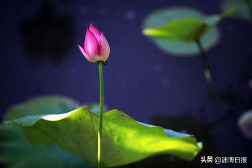 荷花一开夏日氛围感就有了_莲花一开，夏天氛围感就来了