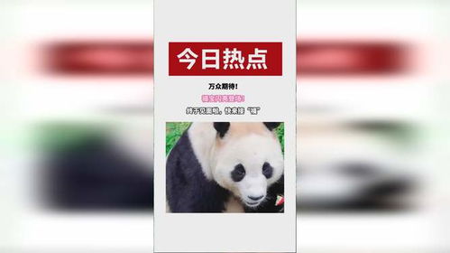 欢迎福宝闪亮登场_接“福”啦！福宝今日闪亮登场！