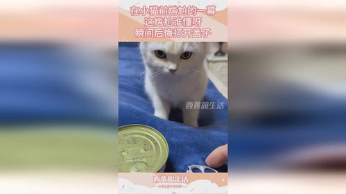 谁懂小猫拱这两下的含金量_为什么当你抚摸猫的时候，它会拱起背？