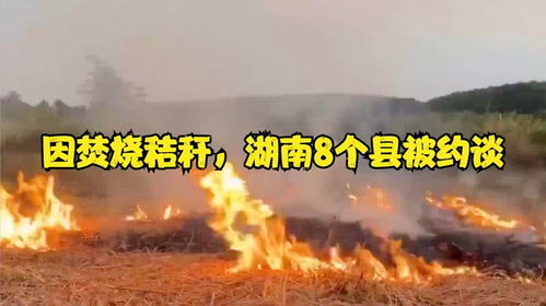 湖南8个县因焚烧秸秆被约谈_湖南发布霾橙色预警，8个县因焚烧秸秆被约谈