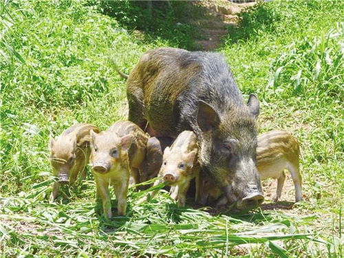 野猪频频下山为了觅食_“疯狂”的野猪，“赔本”的猎人