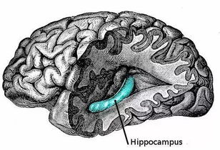 海马体称免费提供未处理原生版本_海马体照片被禁用，记者实地体验：没要求也会修图，可提供未修图版本