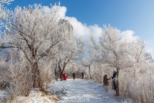 晨雾里的雾凇拉满冬日氛围感_延庆大庄科雪花与雾凇不期而遇，美若童话世界