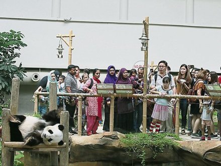 马来西亚将提前送还大熊猫兴兴靓靓 因为养不起？！