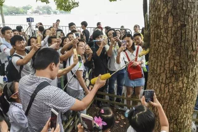 西湖网红松鼠被鹰抓走画面曝光 网友感慨愿天堂没有肥胖~