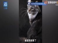 名贵猫王后代医院体检被误做绝育 你支持宠物保护立法吗