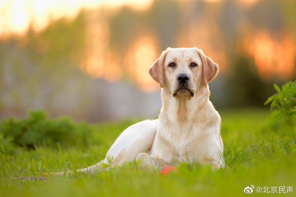 北京一拉布拉多犬超高被没收 拉布拉多犬多少钱 拉布拉多犬有几岁小孩的智商