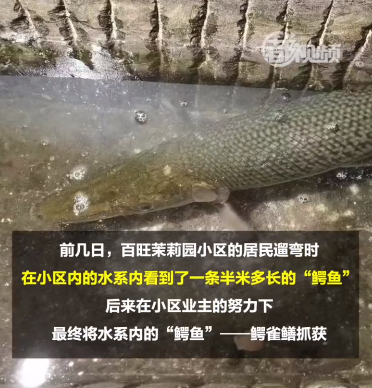 北京海淀一小区惊现怪鱼视频 北京一小区内惊现怪鱼 呲牙咧嘴似“鳄鱼”