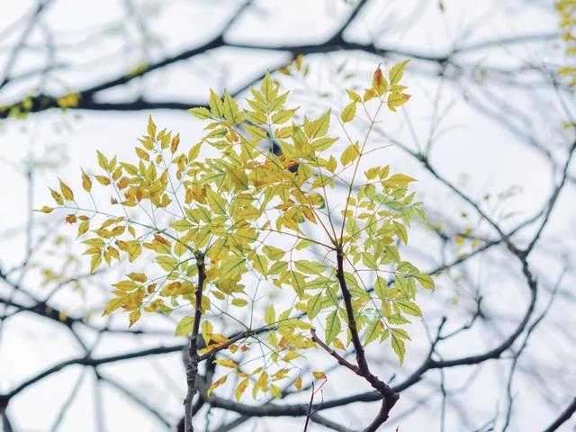 处暑诗句 处暑节气古诗10首 描写处暑节气的优美句子