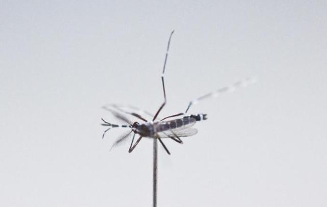 超过40℃蚊子将停止吸血活动 蚊子多少度会停止吸血 今年的蚊子好像变少了