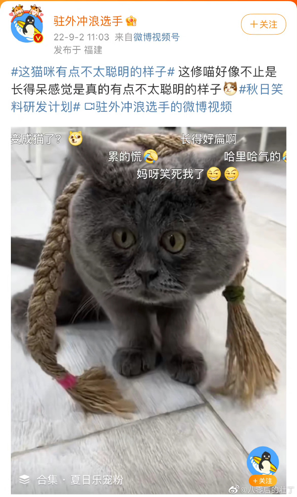 这猫咪有点不太聪明的样子   猫咪聪不聪明 猫也很聪明