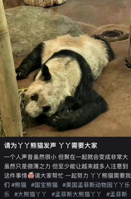 不送大熊猫顿顿去美国了