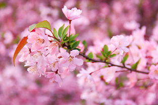 春暖花开