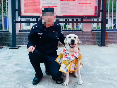 警犬被奖励鸡腿花环