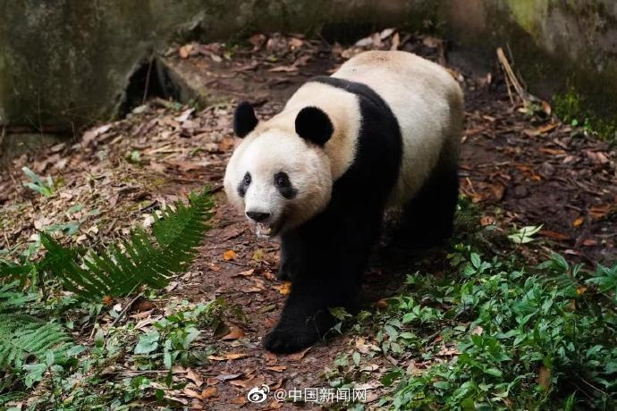 大熊猫“香香”隔离检疫期结束，未来将与公众见面