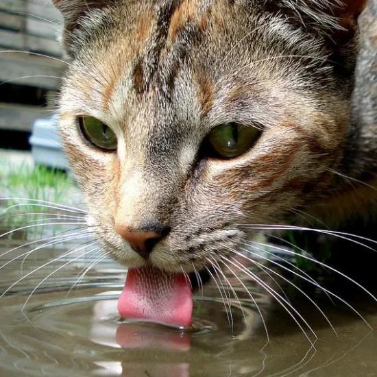 我加载了舔狗系统免费西柚刺猬猫