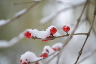 #小雪#今日，小雪