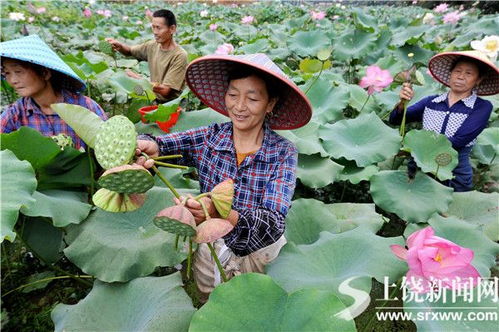 太空采摘视频看饿了_太空菜园收菜啦，航天员边摘边吃，即新鲜又卫生