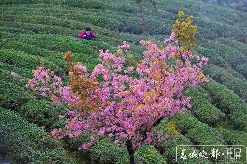 云南大理万株樱花浪漫绽放_云南大理万株樱花盛放，无量山樱花谷如诗如画