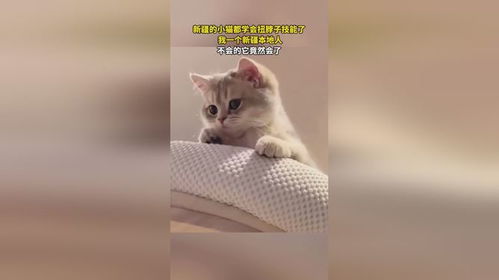 新疆的猫都会扭脖子_爆笑沙雕猫动图，奶牛猫又又又夺冠了？