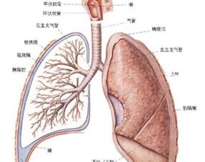 12岁肺纤维化女孩现在怎样了_12岁肺炎重症女孩逐渐恢复，父母成为器官捐献志愿者