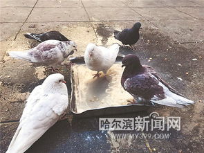 尔滨中央大街鸽子被游客喂成鸽猪_哈尔滨中央大街鸽子被游客喂成鸽猪，这可能影响他们的日常生活！