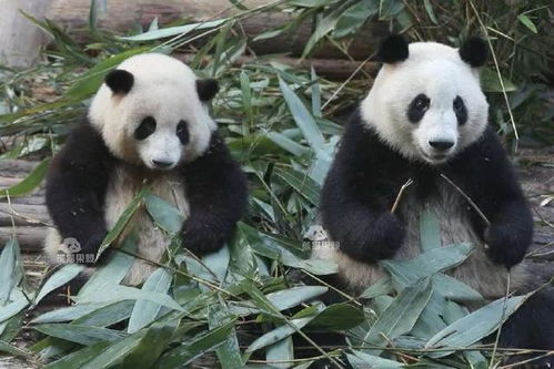 大熊猫为何出现性别乌龙_“和叶”变妹妹！大熊猫为何会出现性别乌龙？