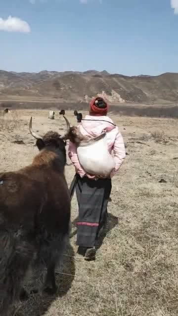 抱刚出生的小牛回家_抱着犊牛睡觉的人！