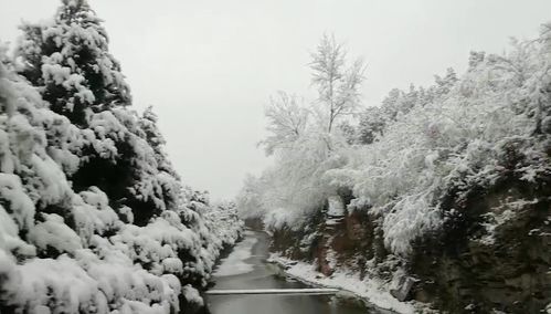 丫丫雪后美成1幅画_丫丫最新动态，雪中的丫丫天像个孩子，终于放开玩耍了