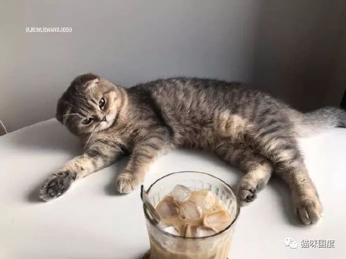 猫一杯拥有多家企业实控权_猫一杯拥有多家企业实控权  揭秘秦朗丢作业事件博主商业版图