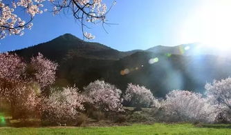 西藏林芝桃花和雪山的适配度_西藏林芝：黑颈鹤与雪山桃花共绘生态画卷