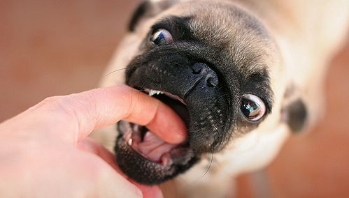 小时候被狗咬过现在要打狂犬疫苗吗_小时候被狗咬过没打狂犬疫苗，现在打晚不晚？